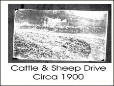 Cattle and Sheep Drive Circa 1900