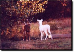 Albino Deer