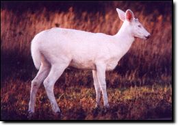 Albino Deer