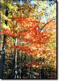 Cave Run Lake Forest Area
