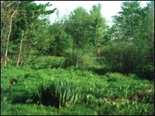 Cave Run Lake area Marsh.