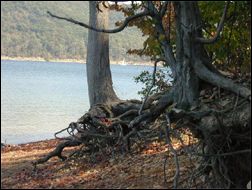 Cave Run Lake Shore