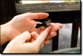 Cave Run Lake - Hummingbird