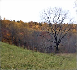 Fall Colors Dead Tree