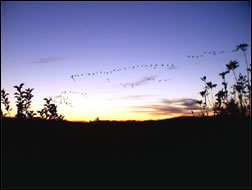 Geese at Sunset - Cave Run Lake area