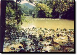 Lewis Pond Before the Dam