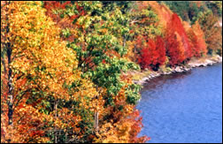Shoreline at Cave Run Lake