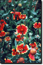 Flowers near Cave Run Lake