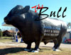 The bull
