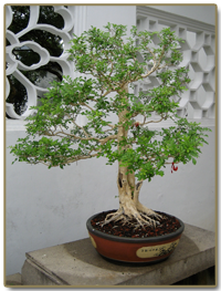 Big Old Bonsai Tree